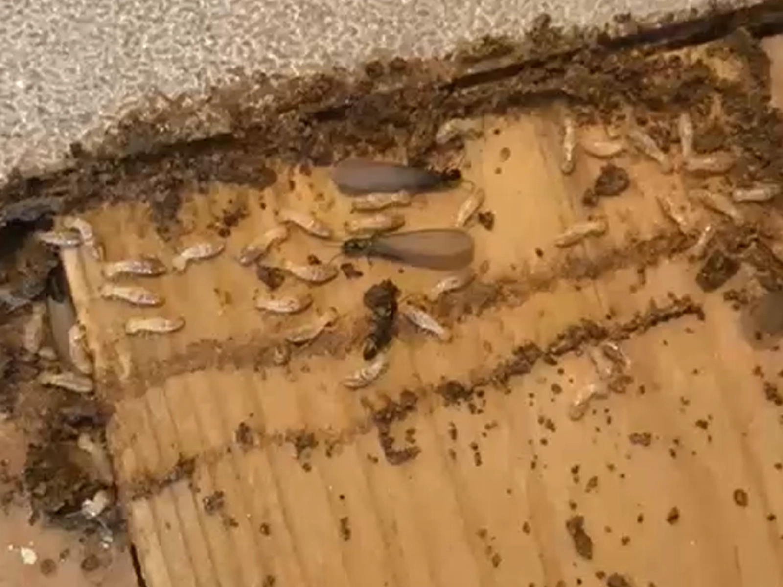 Essaimage termites à Balma