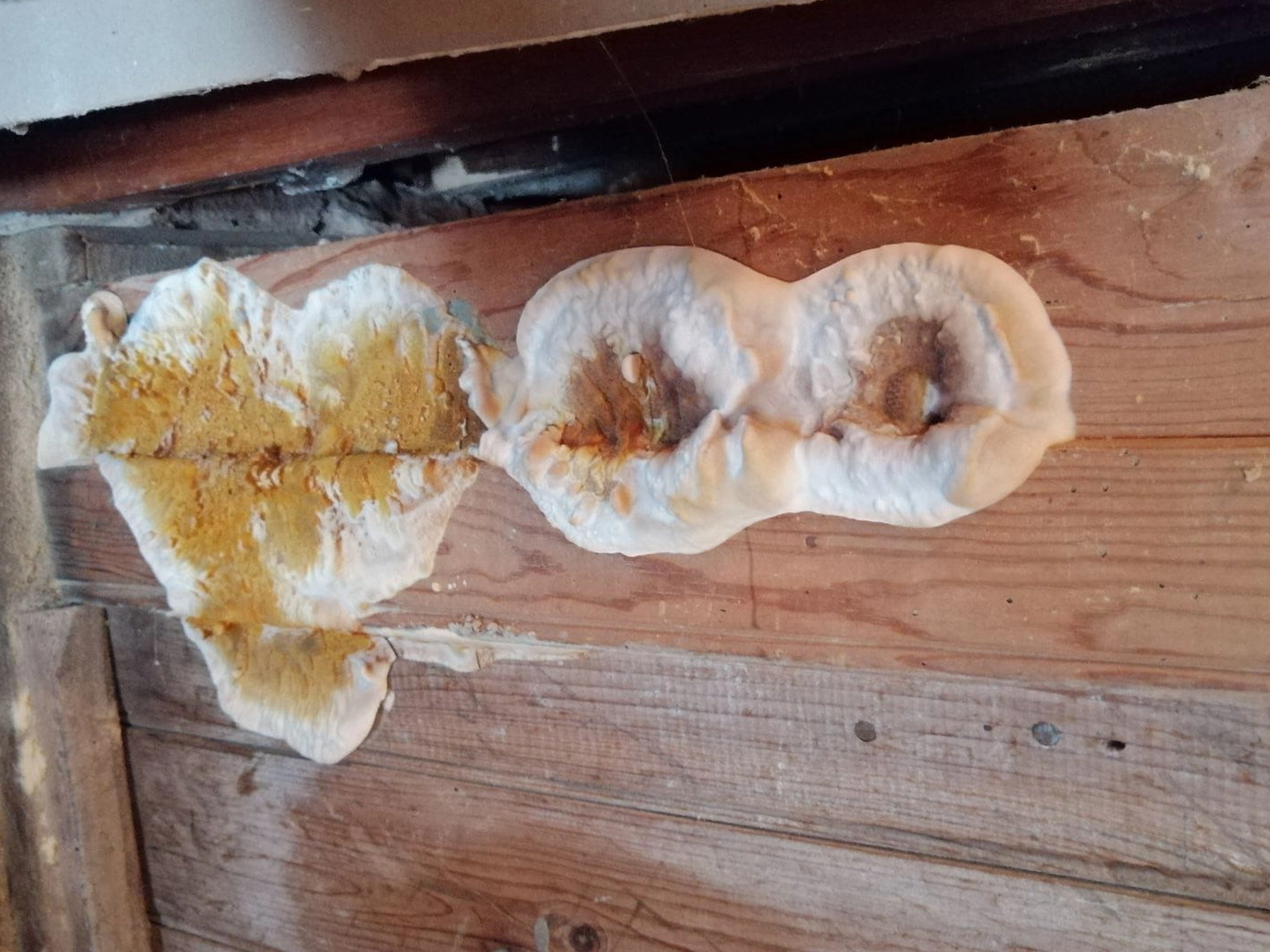 Traitement contre la mérule