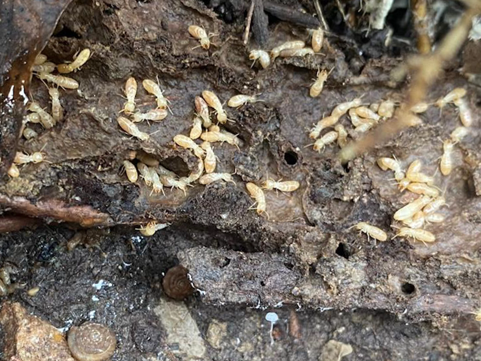 Colonie de termites à Toulouse