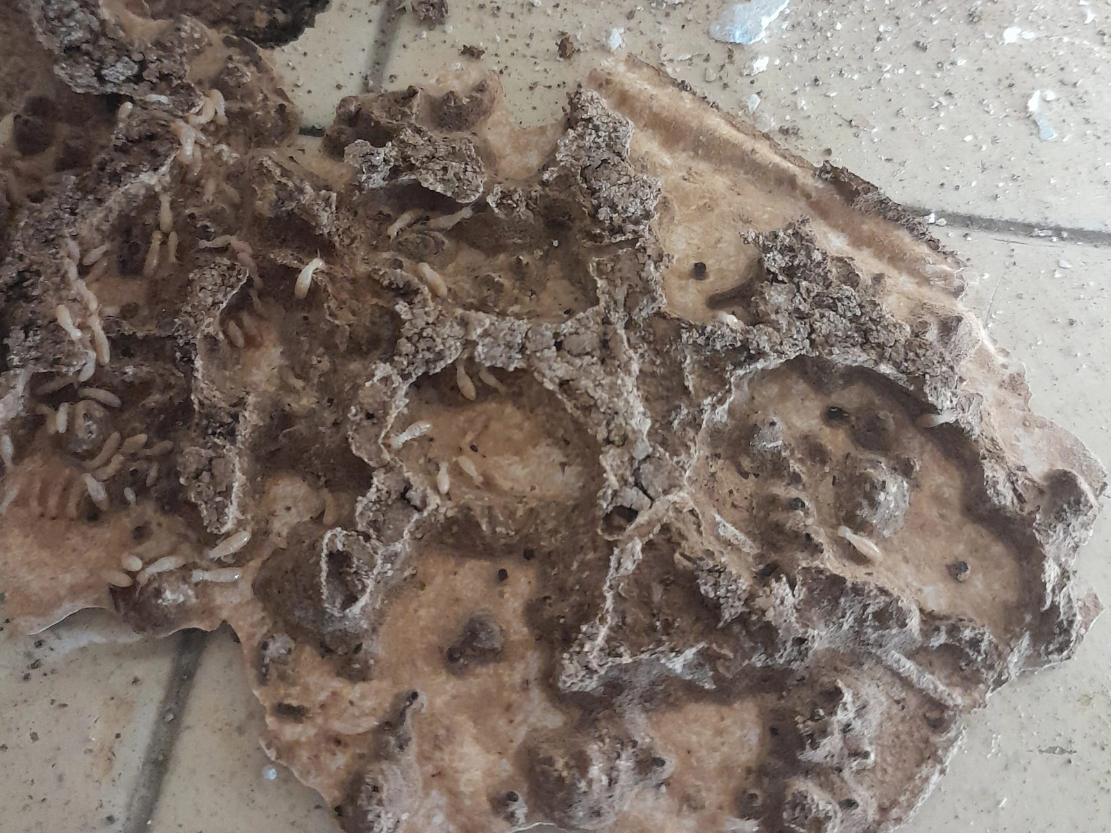 dégâts causés par le termite