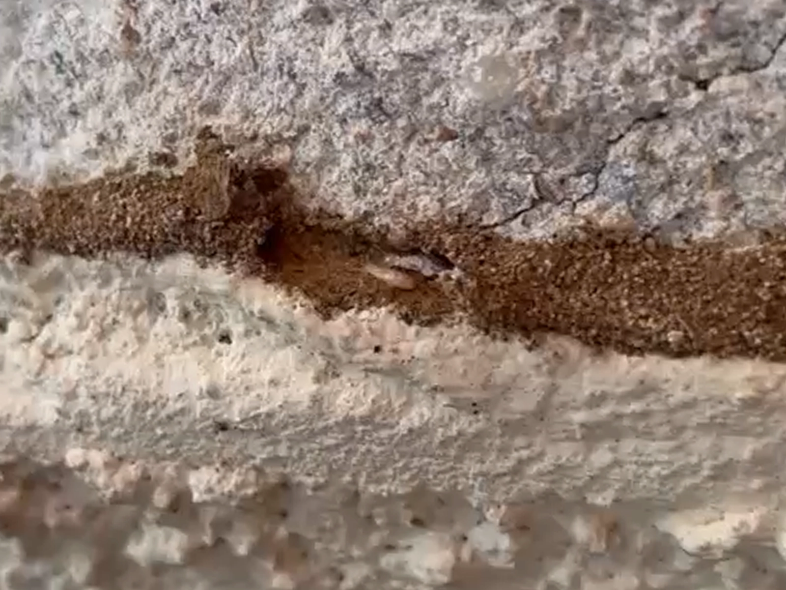 Galerie tunnel Termites à Toulouse
