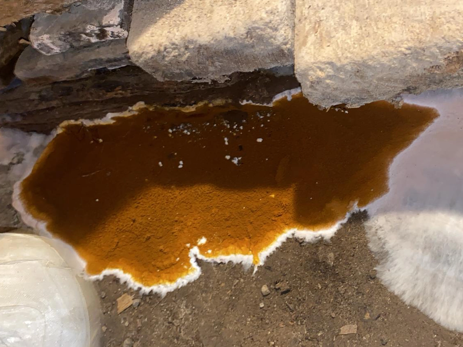 Une mérule (Serpula lacrymans)