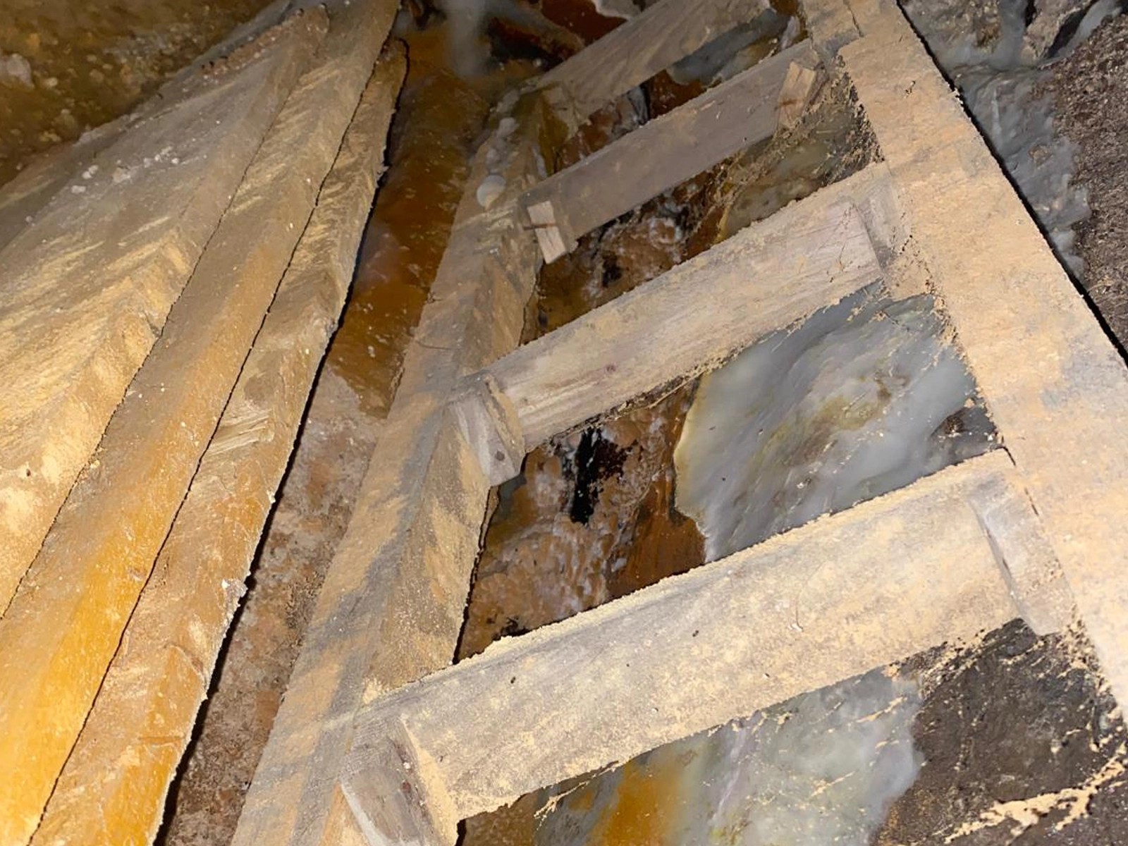 Sécurisation des bois - traitement mérule