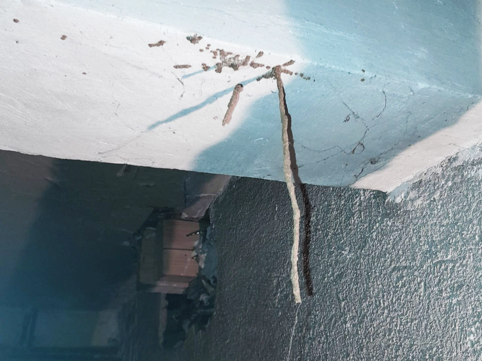 Cordonnet termites bois charpente