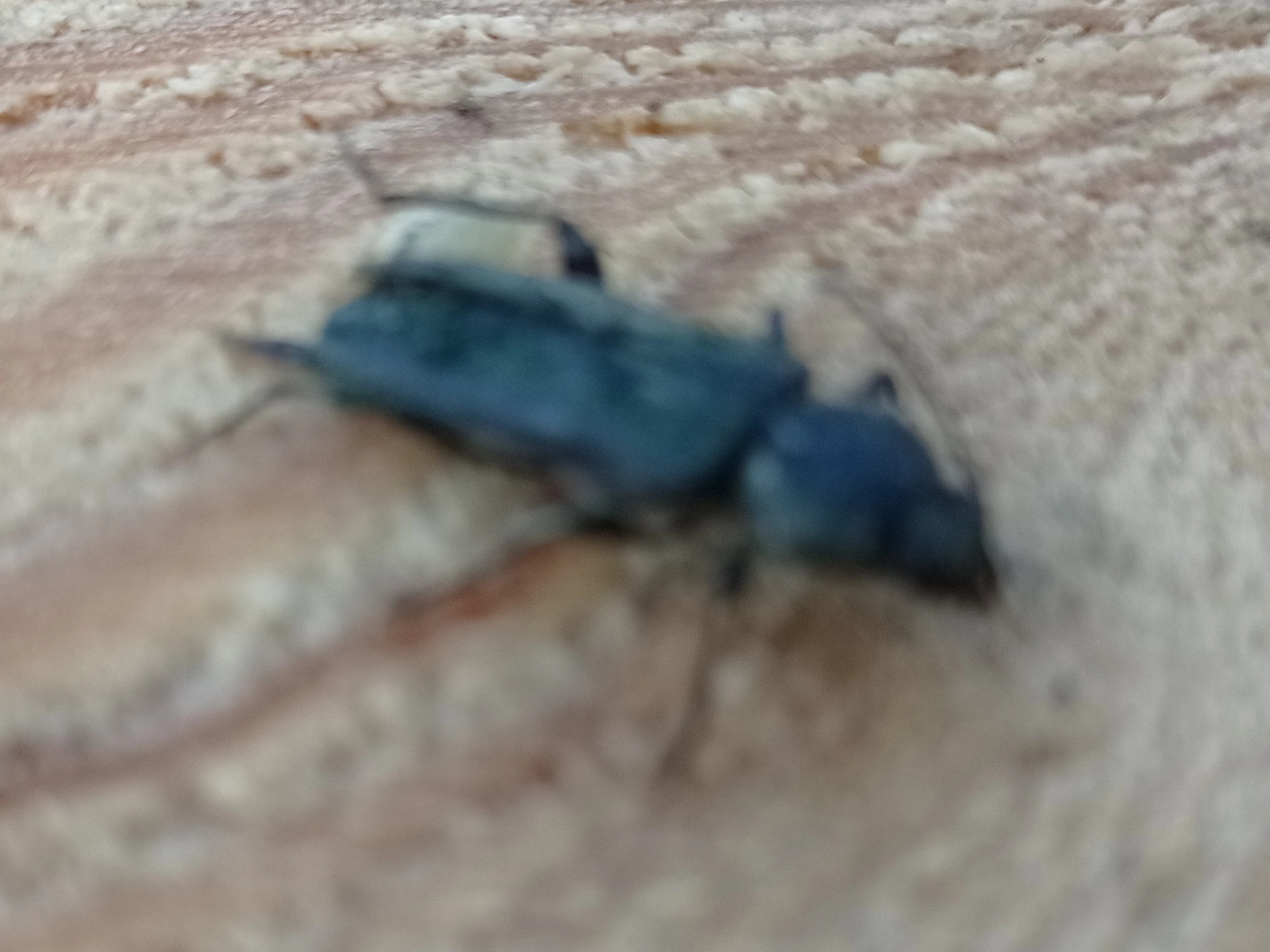 Traitement bois contre le capricone des maisons